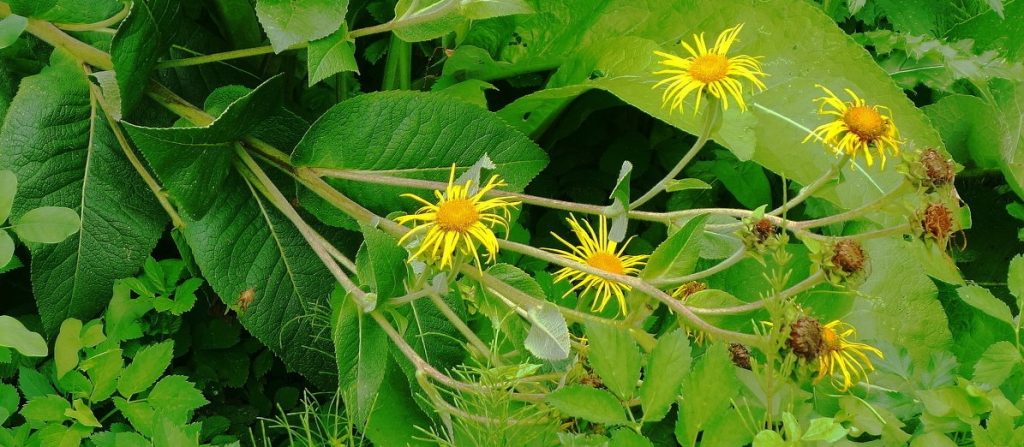 Девясил высокий