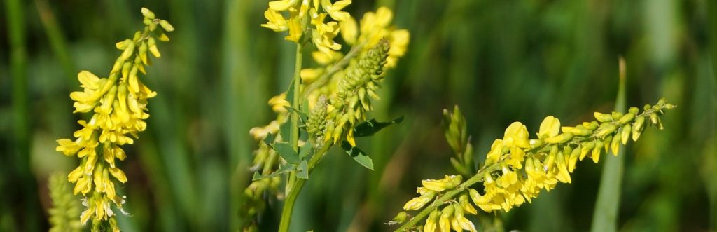 Донник лекарственный