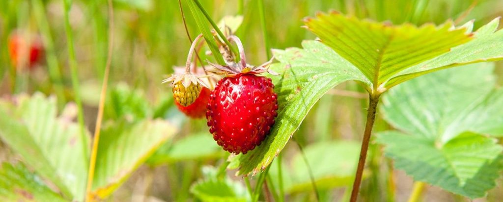Земляника лесная
