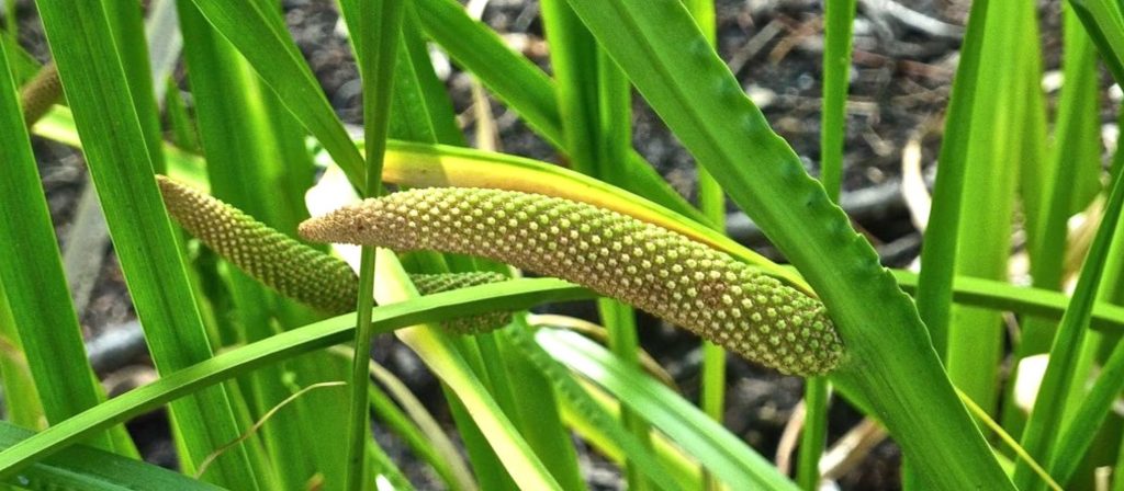 acorus-calamus-obligeana