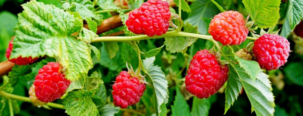 kust-zelen-malina-iagody